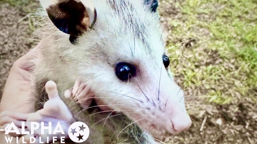Possum being humanely removed in Hamilton County TN